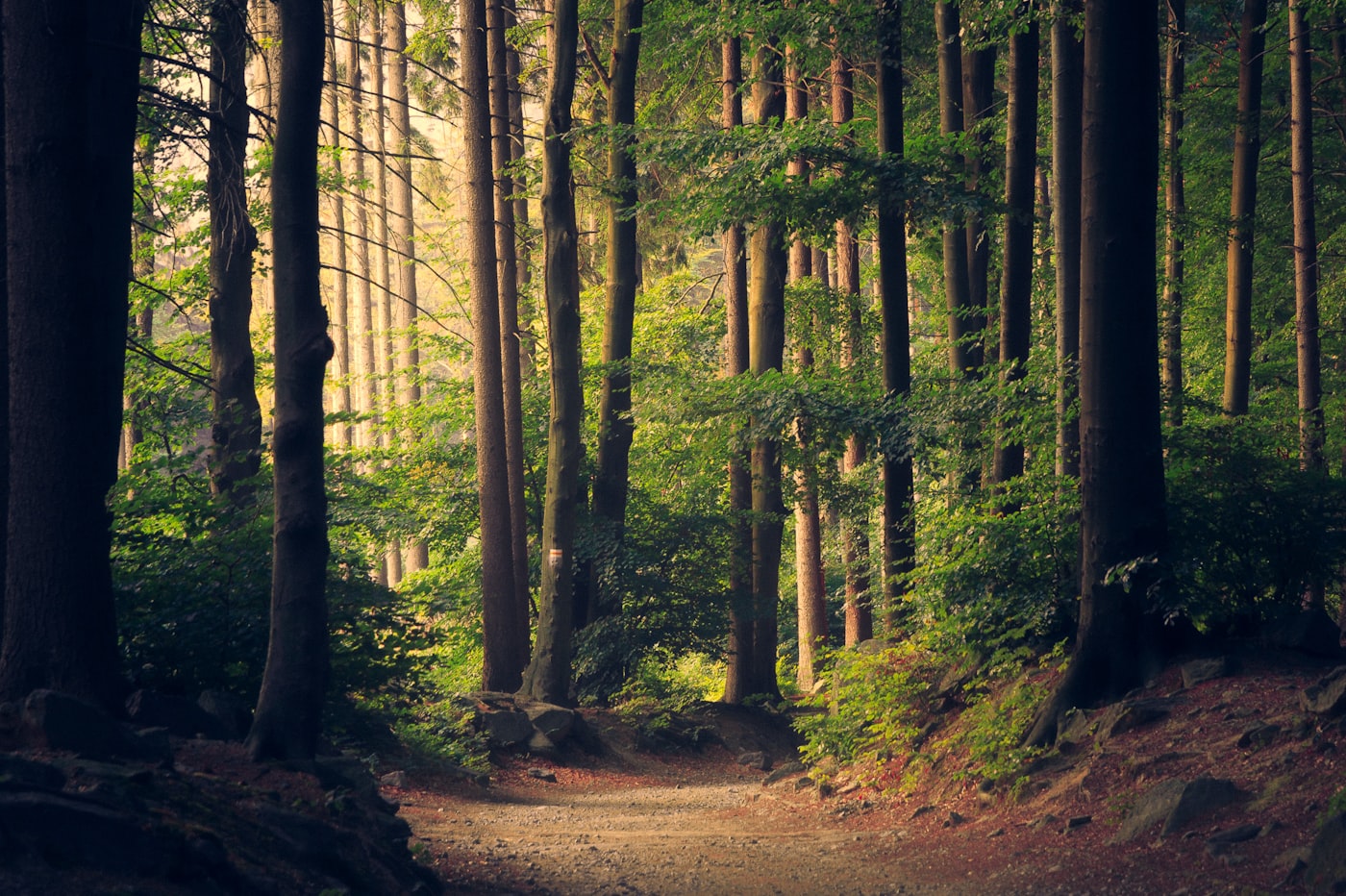 A quiet forest path