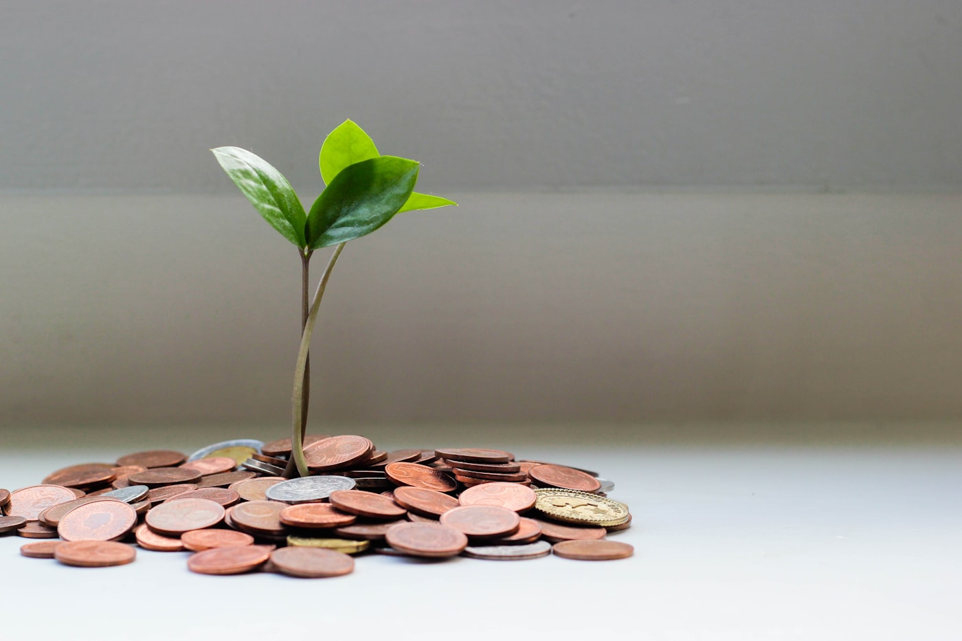 A seedling growing out of a pile of coins